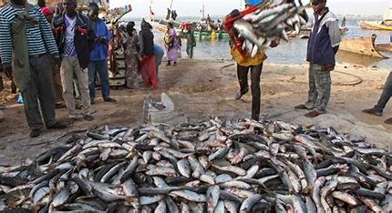 Sensibilisation sur l’émigration irrégulière, la préservation de la ressource: La Caps célèbre la journée mondiale de la pêche à sa manière